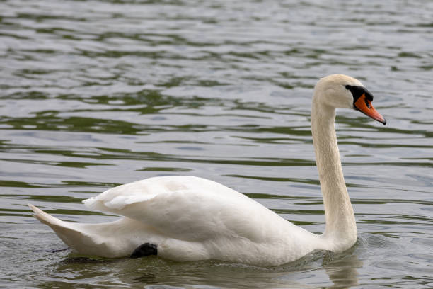 istock Mute swan (Cygnus olor) swimming in water 1145083279