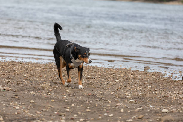 istock Young dog playing at the river 1145083352