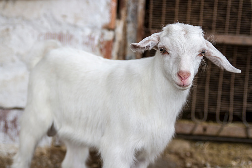 White Cute Goat