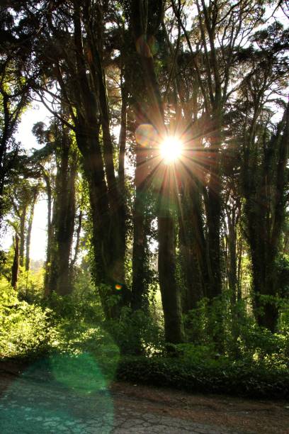 istock Leafy forest with colossal trees in Sintra Mountains 1145084905