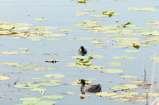 istock A pair of American coots 1145086751