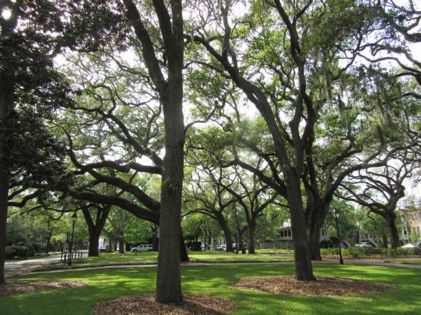 istock Square in historic Savannah 1145086905
