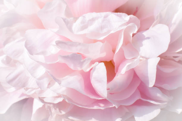 istock Shirley Temple Peony 1145086944
