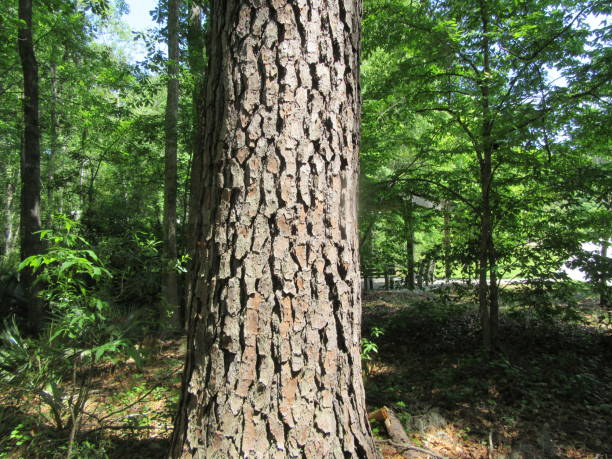 arbre de pin de loblolly - pine tree loblolly pine loblolly forest photos et images de collection