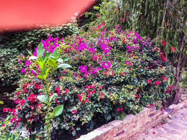 istock Garden with bushes and flowers next to a pathway and wall 1145087200