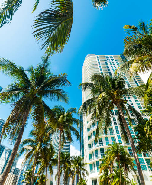 istock Coconut palms and skyscrapers in downtown Miami 1145087987