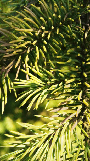 istock Needles on the Branch Large Happy Spring 1145088242