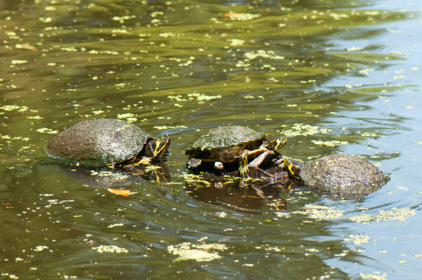 istock Yellow bellied slider turtles 1145088506