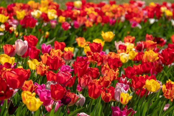 istock many colourful tulips stand on a tulip field 1145089394