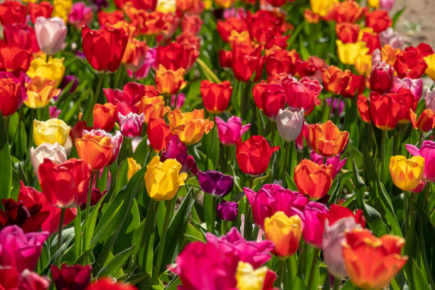 istock many colourful tulips stand on a tulip field 1145089411