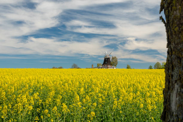 istock an old windmill stands on a canola field 1145089450