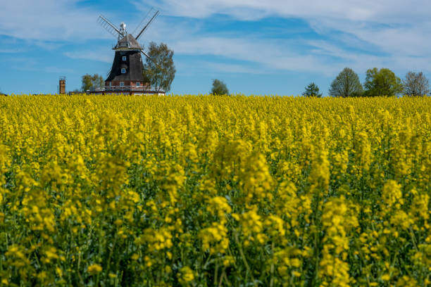 istock an old windmill stands on a canola field 1145089465