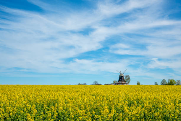 istock an old windmill stands on a canola field 1145089466