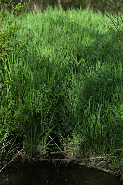 istock Lush Foliage on the Wetlands in Canada 1145089717