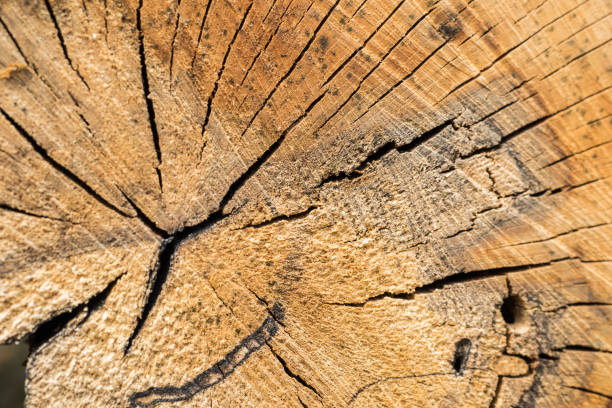 istock Beautiful background. Old wood pattern. European beech (Fagus sylvatica). 1145090131