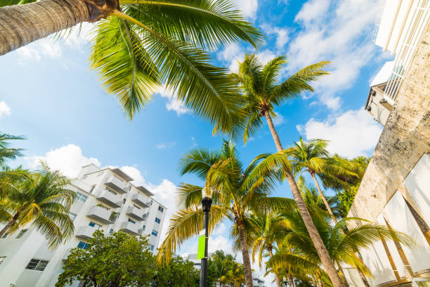 istock Palms and white buildings in Miami Beach 1145091641