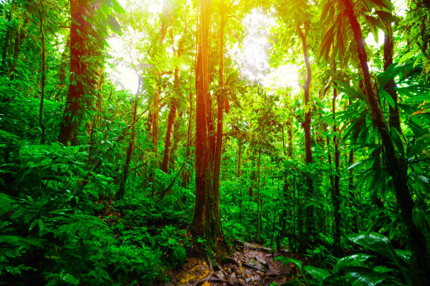 istock Sun shining over green trees in Basse Terre jungle 1145091698