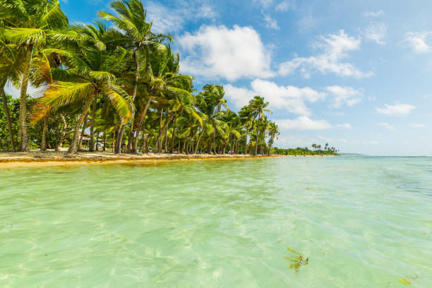 istock Jolan Beach Wood in Guadeloupe 1145091742