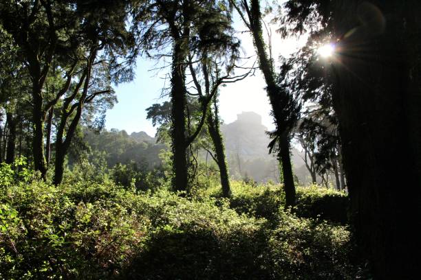 istock Leafy forest with colossal trees in Sintra Mountains 1145091860