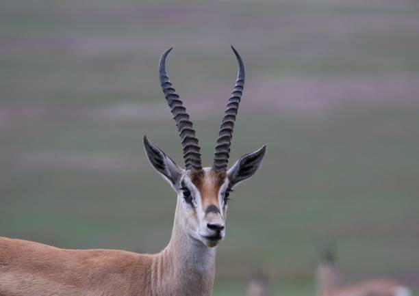 istock Thomson’s Gazelle Ngorongoro Crater 1145092727
