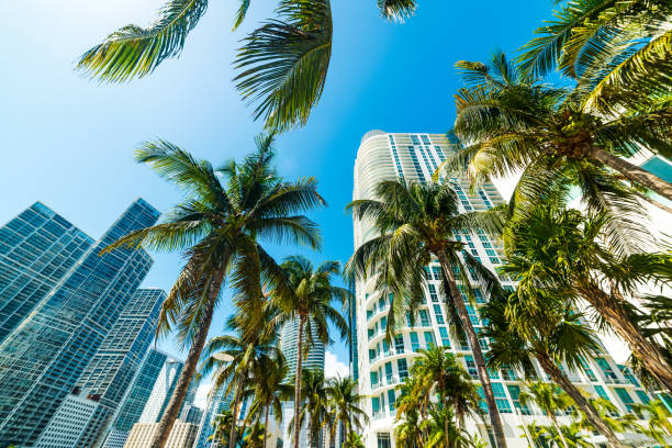 istock Coconut palms and skyscrapers in downtown Miami 1145092812