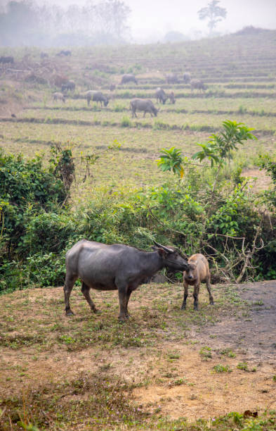 istock Water buffalo grazing in rice paddy 1145094306