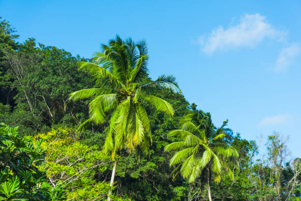 istock Coconut palm trees under a blue sky in Guadeloupe 1145096075
