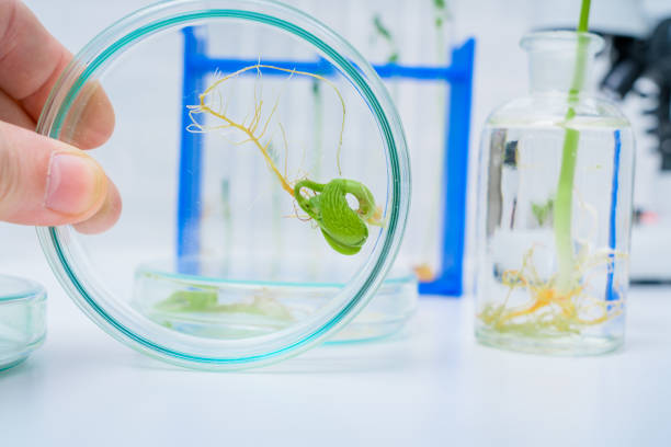 istock Ecology laboratory exploring new methods of plant breeding 1145096157