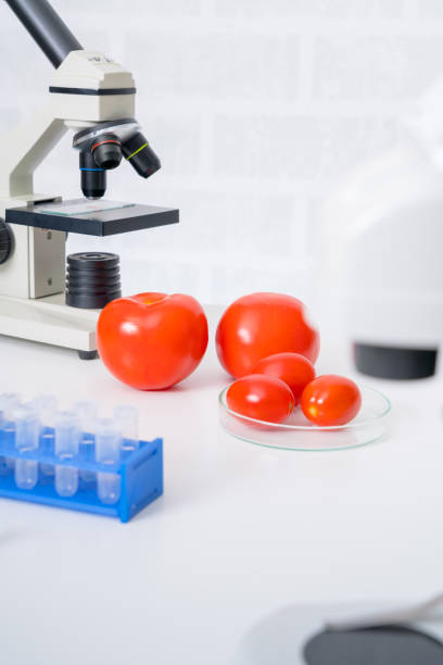 istock Genetic breeding of vegetables in lLaboratory , analyzing food quality, 1145096191