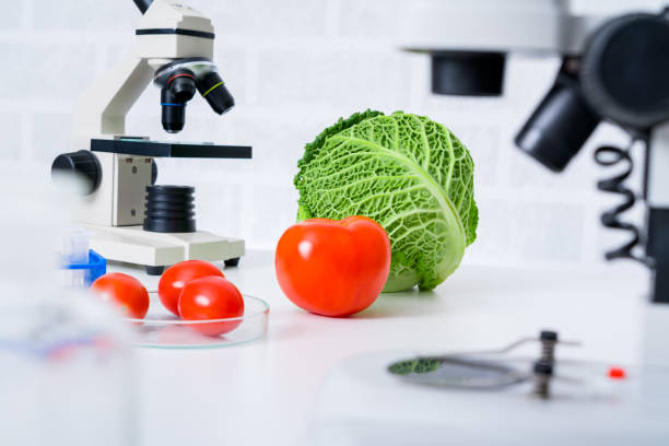 istock Genetic breeding of vegetables in lLaboratory , analyzing food quality, 1145096196