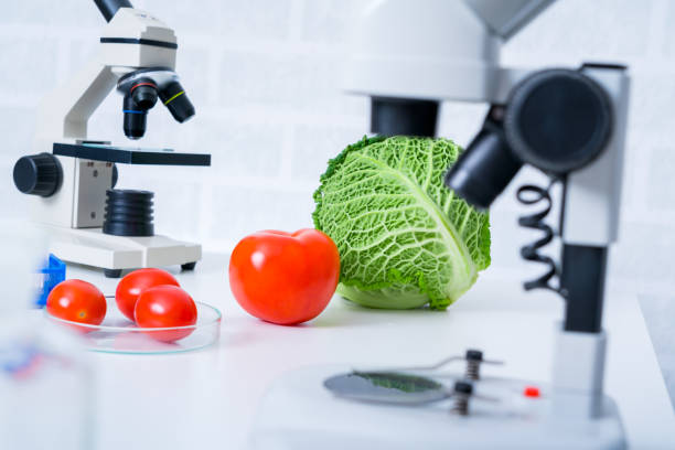 istock Genetic breeding of vegetables in lLaboratory , analyzing food quality, 1145096200