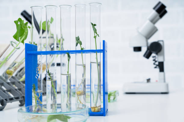istock Ecology laboratory exploring new methods of plant breeding.. 1145096203