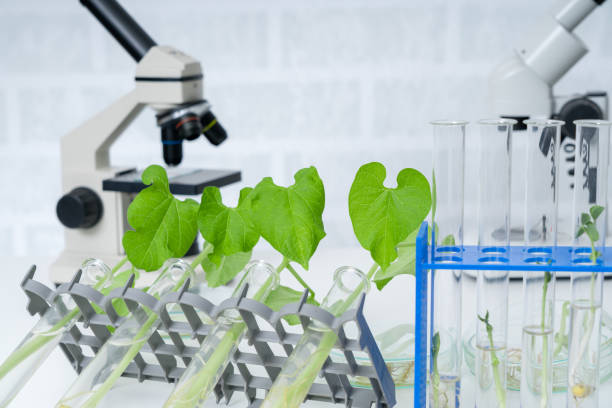 istock Ecology laboratory exploring new methods of plant breeding.. 1145096223