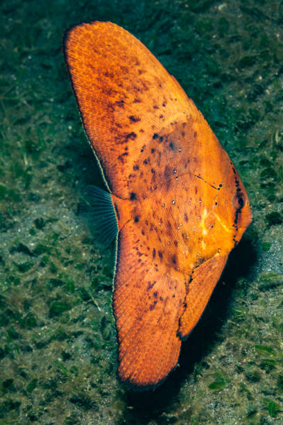 Juvenile Orbicular Batfish Platax orbicularis Mimicking Dead Leave, Lembeh Strait, Indonesia Orbicular Batfish Platax orbicularis occurs in the tropical Indopacific (there are records off the coast of Florida in the Western Central Atlantic) in a depth range from 5-30m, max. length 60cm. This specimen with typical behaviour of the juveniles of this species, they lie on side or float on surface, mimicking dead leaves. Lembeh Strait, North Sulawesi, Indonesia 1°29'7 " N 125°15'22" E at 6m depth. orbicular batfish stock pictures, royalty-free photos & images