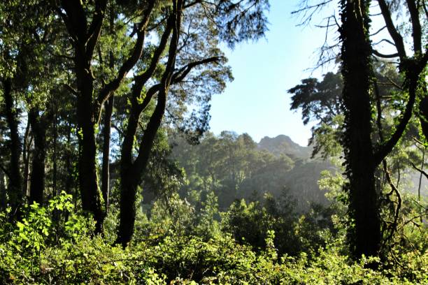 istock Leafy forest with colossal trees in Sintra Mountains 1145096620