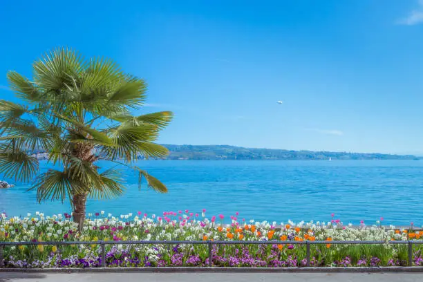 Palm tree and colorful flowers on Mainau island on Lake Constance (Bodensee), a mediterranean background concept with lots of copy space.