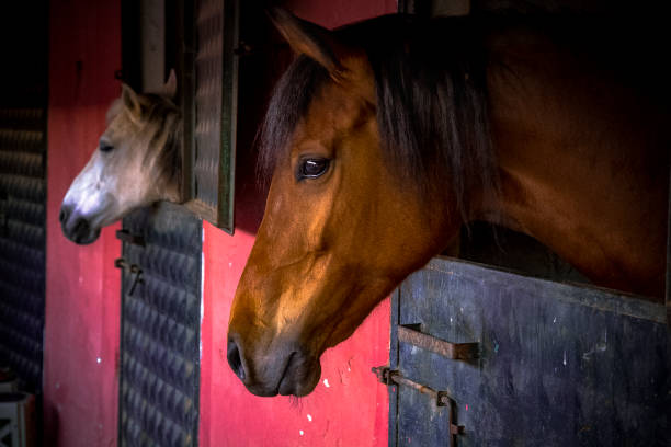 istock two horses close up shot 1145097327