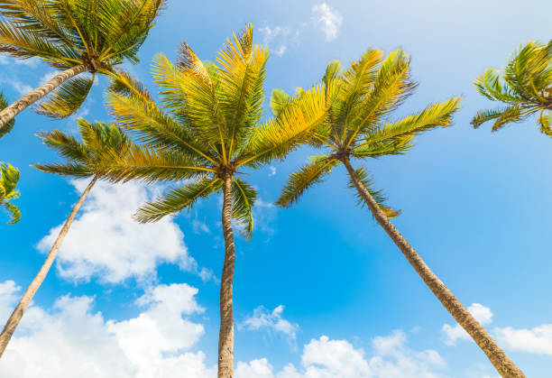 istock Coconut palm trees in Guadeloupe 1145097733