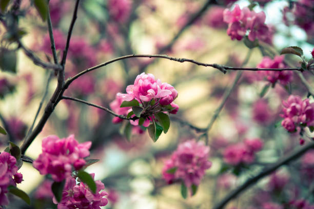 istock blooming pink apple tree flowers on abstract background 1145097848