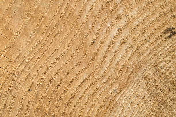 istock Beautiful silver fir (Abies alba) wood pattern. 1145097889