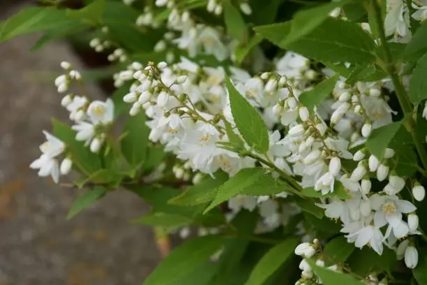 Slender deutzia blossoms / Deutzia gracilis