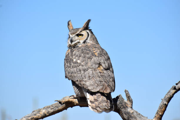 istock Great Horned Owl Turing his Head 1145099269