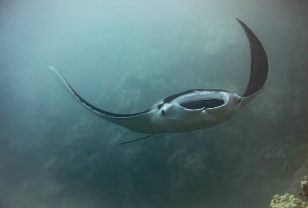 istock Manta Ray cruising in Maui 1145099475