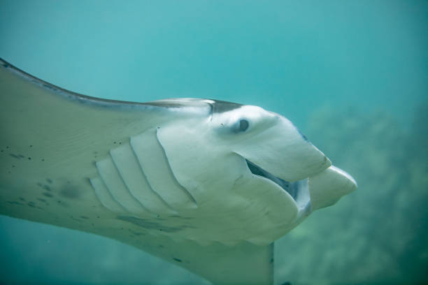 istock Manta Ray cruising in Maui 1145099493