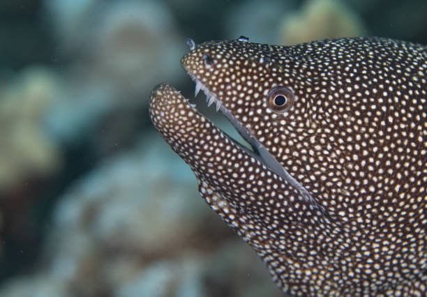 istock Fish and coral reef in Hawaii 1145099502