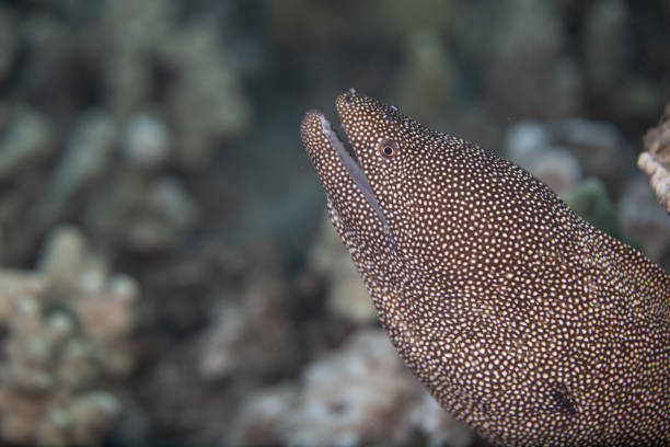 istock Fish and coral reef in Hawaii 1145099520