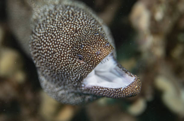 istock Fish and coral reef in Hawaii 1145099521