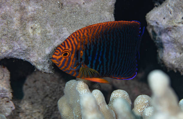 istock Fish and coral reef in Hawaii 1145099546