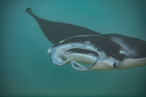 istock Manta Ray cruising in Maui 1145100211