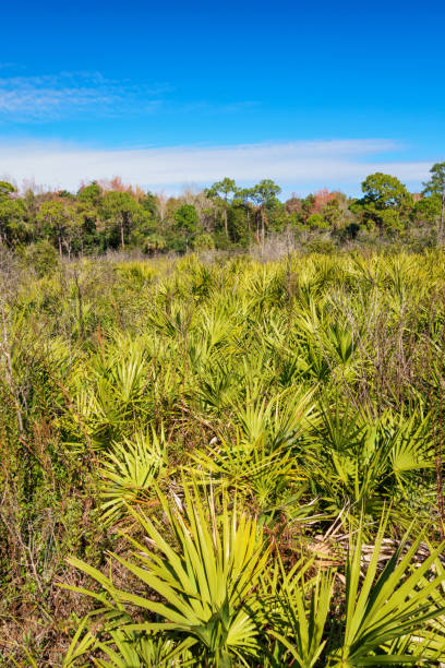 saw palmetto desierto y bosque cerca de new port richey florida usa - port richey fotografías e imágenes de stock